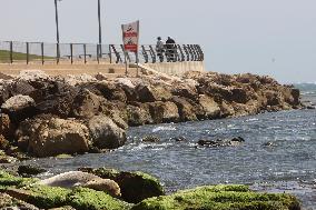 ISRAEL-TEL AVIV-MEDITERRANEAN MONK SEAL