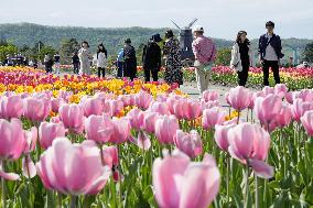 Tulip park in Hokkaido