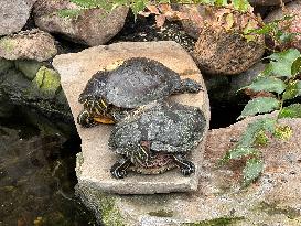 Red-eared Slider Turtles By A Small Pond