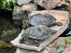 Red-eared Slider Turtles By A Small Pond