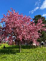 Crabapple Trees Flowering During The Spring Season
