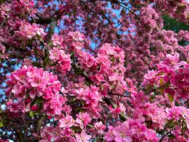 Crabapple Trees Flowering During The Spring Season