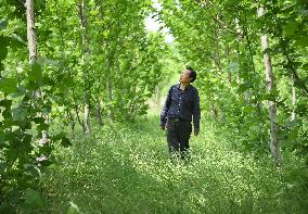 CHINA-HUBEI-FORESTRY EXPERT-PLANETREES (CN)