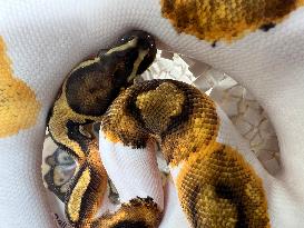 Specially Bred Ball Python