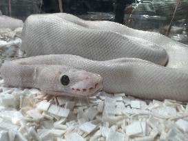 Specially Bred Ball Python