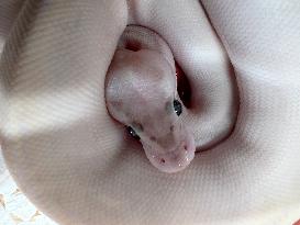 Specially Bred Ball Python