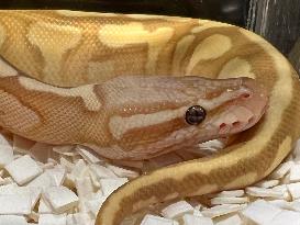 Specially Bred Ball Python