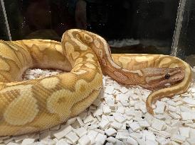 Specially Bred Ball Python