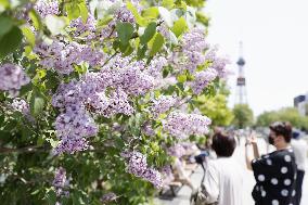 Lilac flower festival in Hokkaido