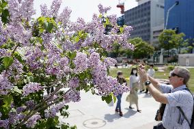 Lilac flower festival in Hokkaido