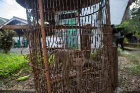 Long-tailed Macaques In Indonesia