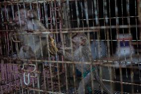 Long-tailed Macaques In Indonesia