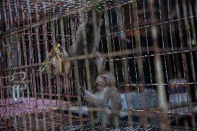 Long-tailed Macaques In Indonesia