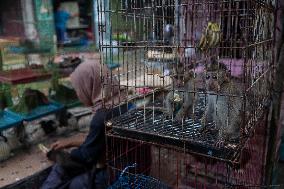 Long-tailed Macaques In Indonesia