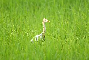 Cattle Egret, Sri Lanka