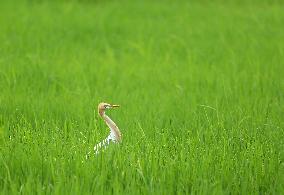 Cattle Egret, Sri Lanka