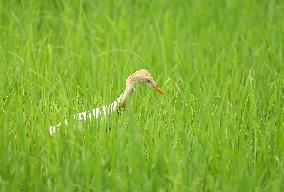 Cattle Egret, Sri Lanka