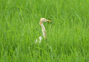 Cattle Egret, Sri Lanka