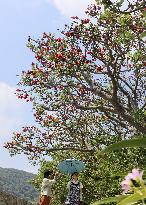 Indian coral tree in full bloom in southwestern Japan