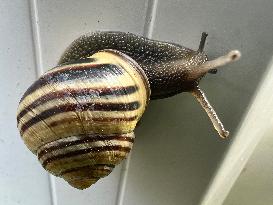 Banded Garden Snail