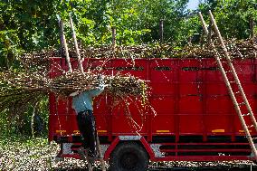 Sugarcane Harvest Season In Indonesia