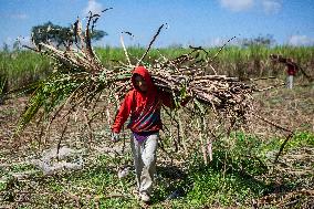 Sugarcane Harvest Season In Indonesia