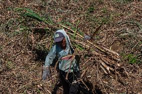 Sugarcane Harvest Season In Indonesia