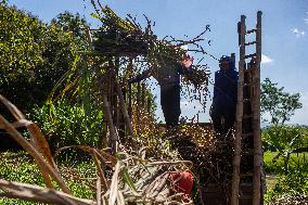 Sugarcane Harvest Season In Indonesia