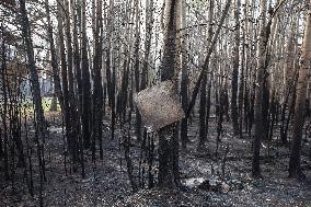 Alberta Fires Aftermath - Canada