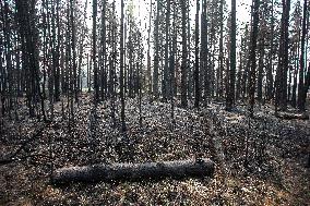 Alberta Fires Aftermath - Canada