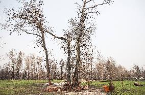 Alberta Fires Aftermath - Canada