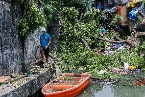 THE PHILIPPINES-MANILA-TREE-COLLAPSE