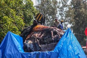 Dead Whale Stranded In Indonesia