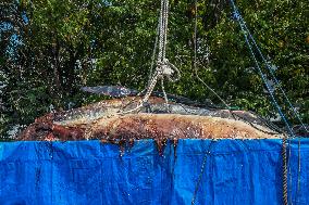 Dead Whale Stranded In Indonesia