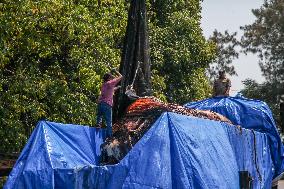 Dead Whale Stranded In Indonesia