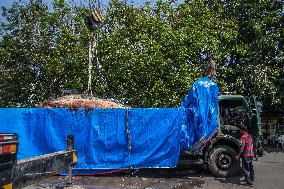 Dead Whale Stranded In Indonesia