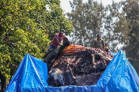 Dead Whale Stranded In Indonesia