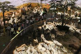 CHINA-SHANGHAI-NATURAL HISTORY MUSEUM (CN)