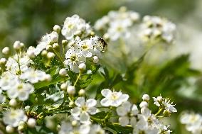 CHINA-XINJIANG-ILI-FLOWERS-TOURISM (CN)