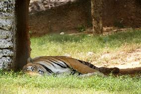 Animals At The Zoo On A Hot Day - India