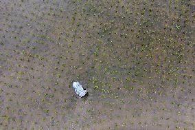 China Agriculture