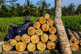 Balinese Hindus Perform Prayer Ahead Of Saraswati Day