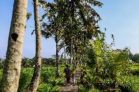 Balinese Hindus Perform Prayer Ahead Of Saraswati Day