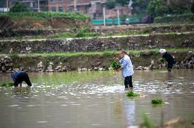 China Agriculture