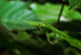 Aedes Sp.