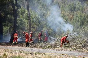 Wildfire Ravages Woodlands - Western Spain