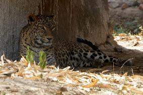 India Wildlife