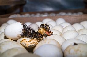 Egg Incubator Market Huge Growth