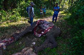 Sri Lanka Is The Country With The Highest Number Of Elephant Deaths In The World
