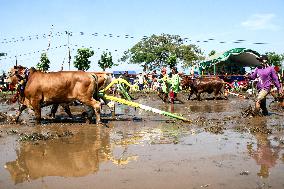 INDONESIA-PROBOLINGGO-KARAPAN SAPI BRUJUL